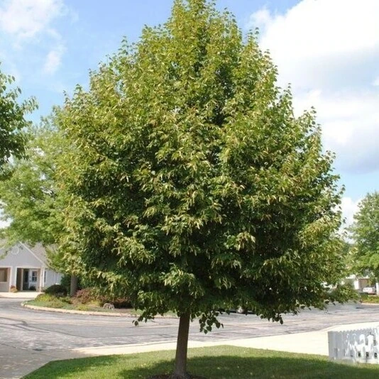 Липа мелколистная "Гринспайер" Tilia cordata 'Greenspire'
