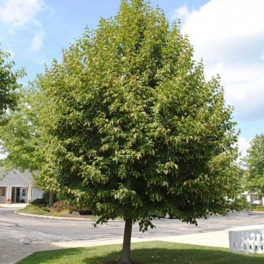 Липа мелколистная "Гринспайер" Tilia cordata 'Greenspire'