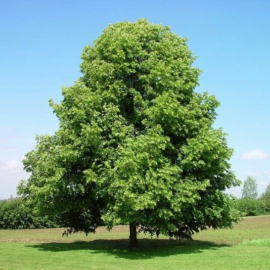 Липа мелколистная Tilia cordata