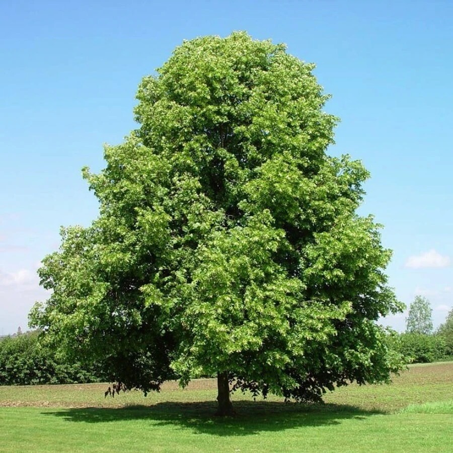 Липа мелколистная Tilia cordata
