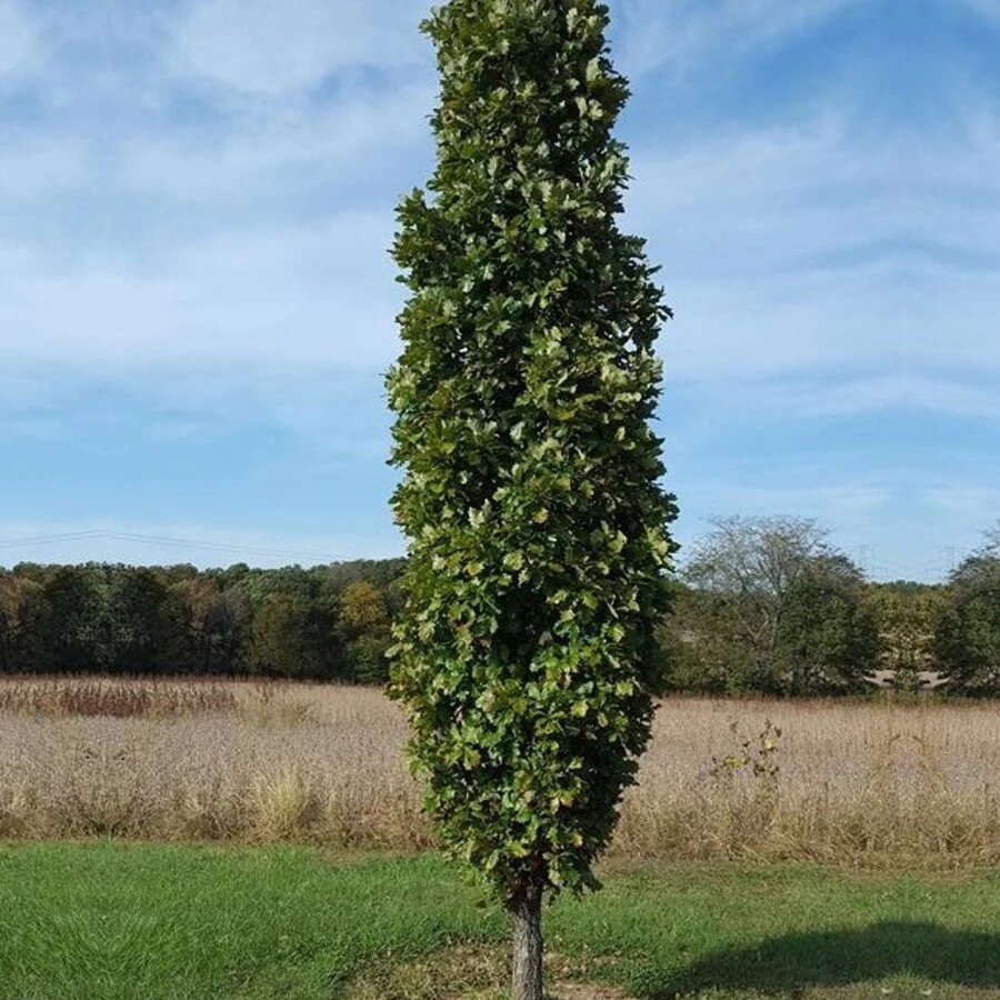 Липа крупнолистная "Фастигиата" Tilia platyphyllos 'Fastigiata'