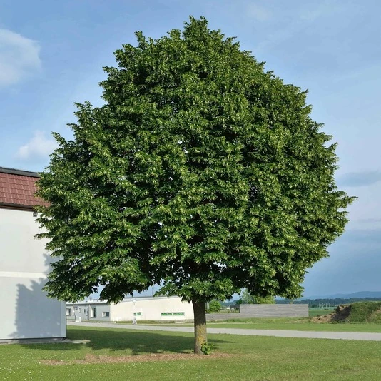 Липа крупнолистная "Ратхаус" Tilia platyphyllos 'Rathaus'