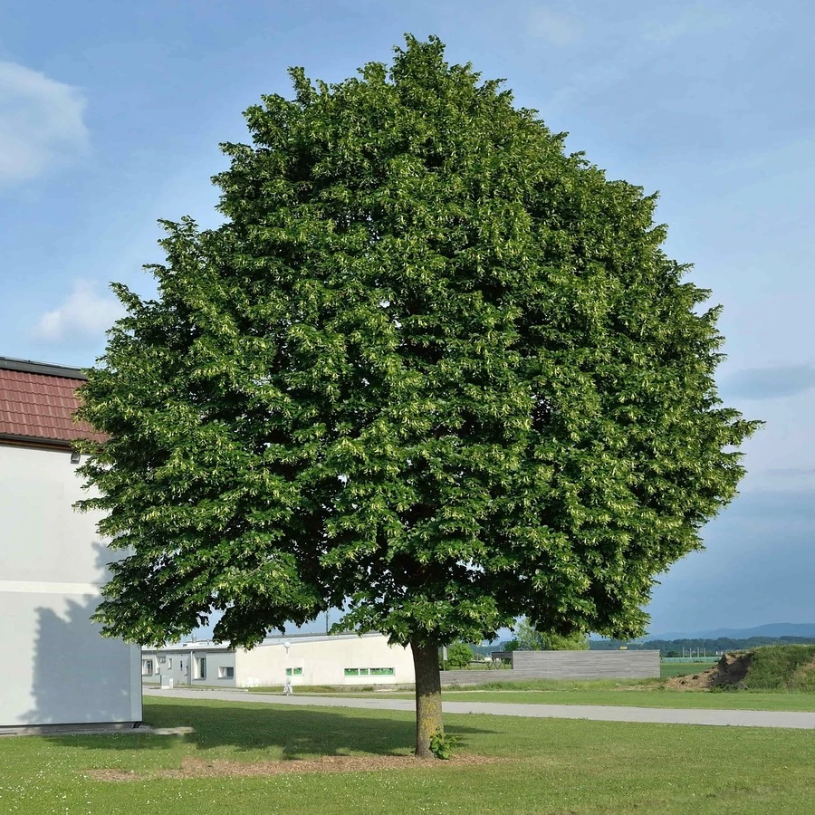 Липа крупнолистная "Ратхаус" Tilia platyphyllos 'Rathaus'