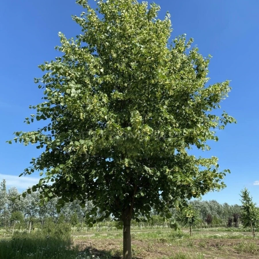 Липа европейская "Паллида" Tilia x europaea 'Pallida'