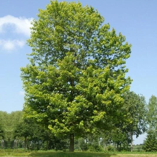 Клен сахаристый (серебристый) "Пирамидале" Acer saccharinum 'Pyramidale'