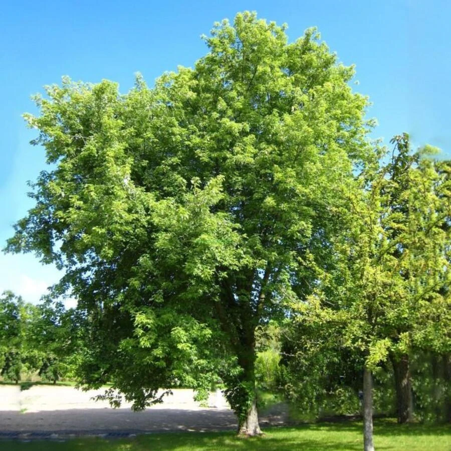Клен сахаристый (серебристый) Acer saccharinum