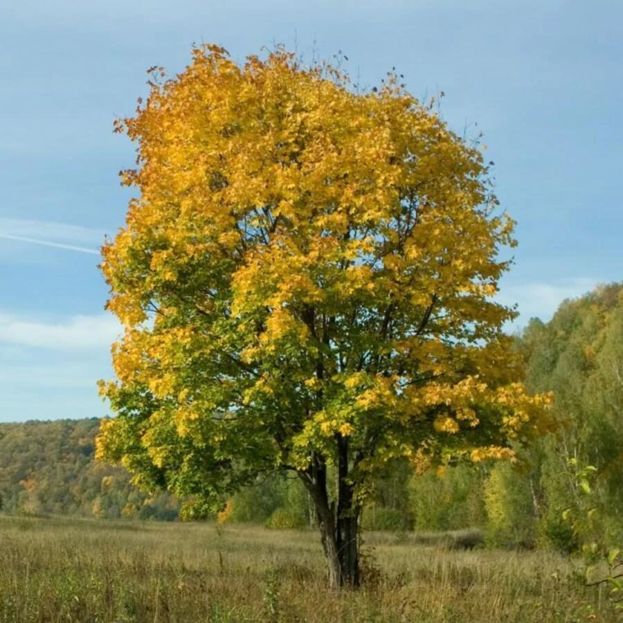 Клен остролистный "Фарлейк'с Грин" Acer platanoides 'Farlake's Green'
