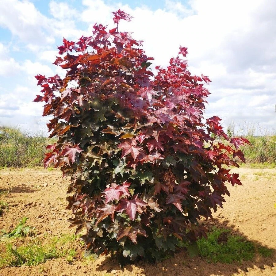 Клен остролистный "Файервью" Acer platanoides 'Fairview'
