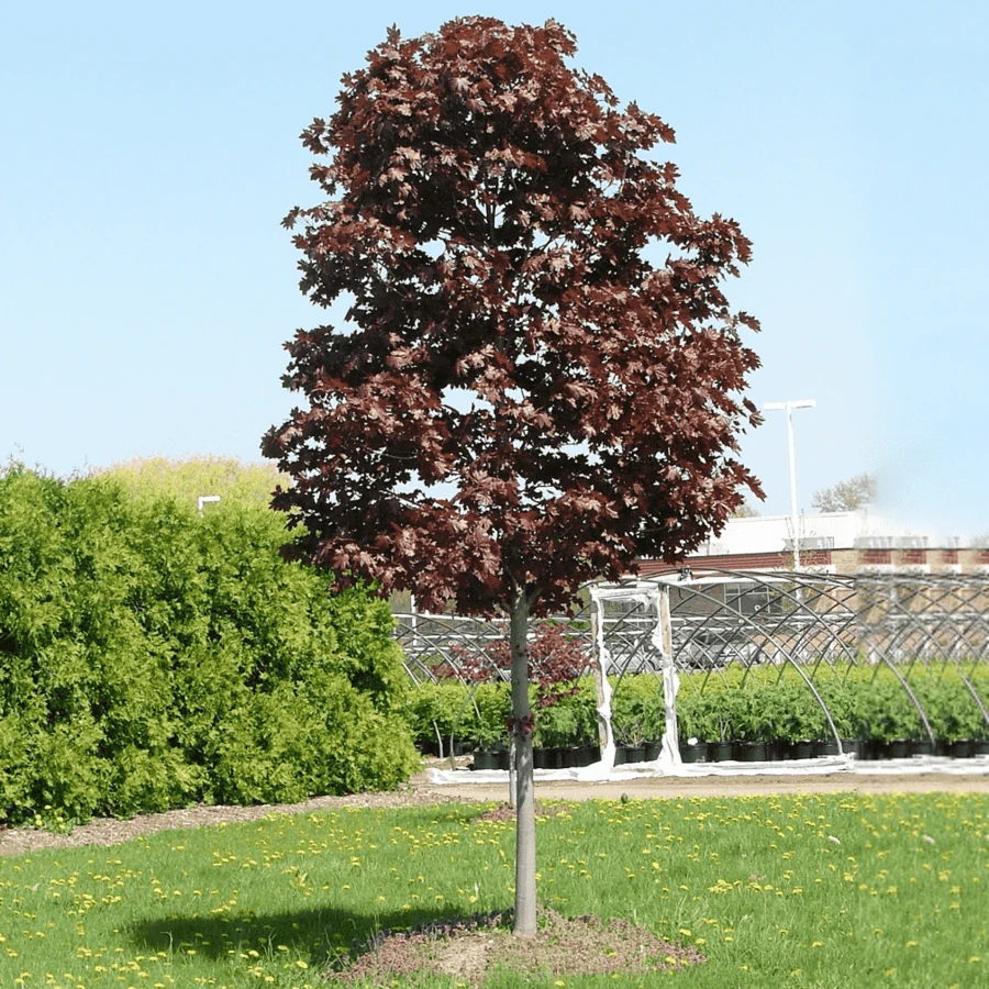 Клен остролистный "Роял Ред" Acer platanoides 'Royal Red'