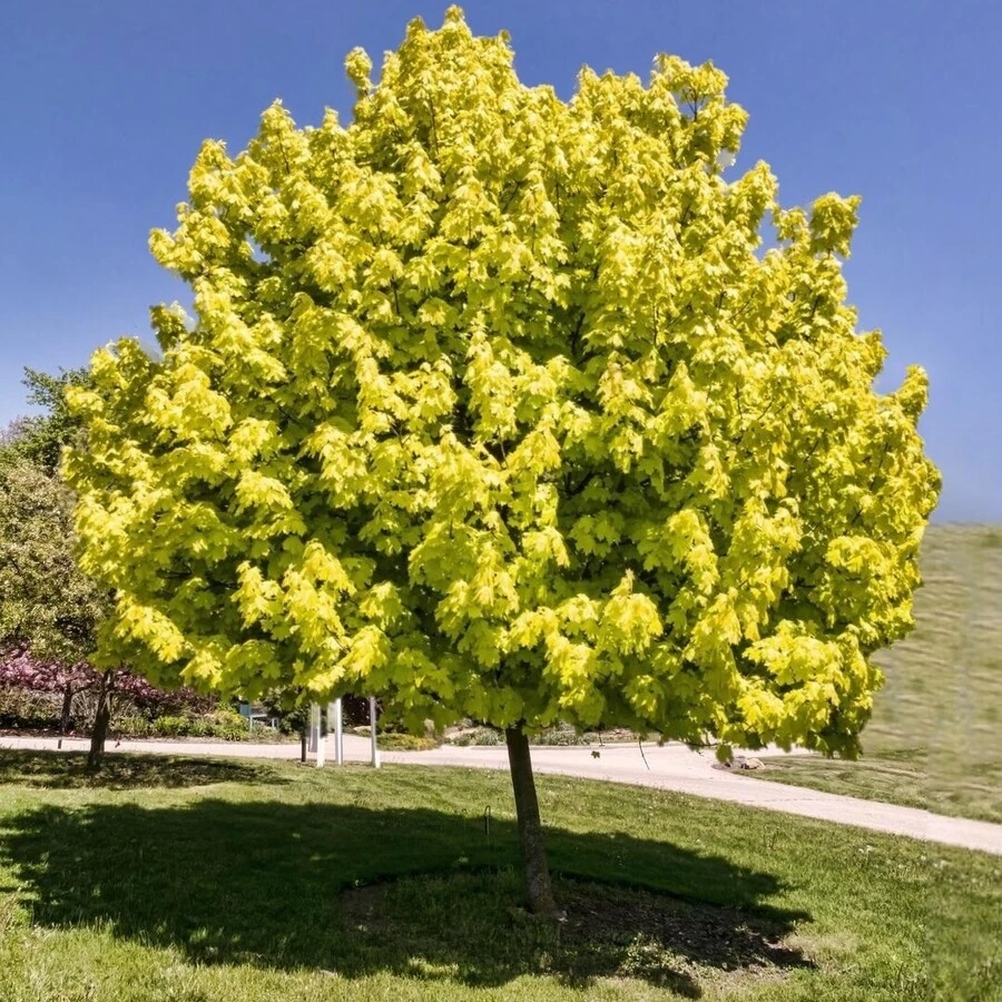 Клен остролистный "Принсетон Голд" Acer platanoides 'Princeton Gold'