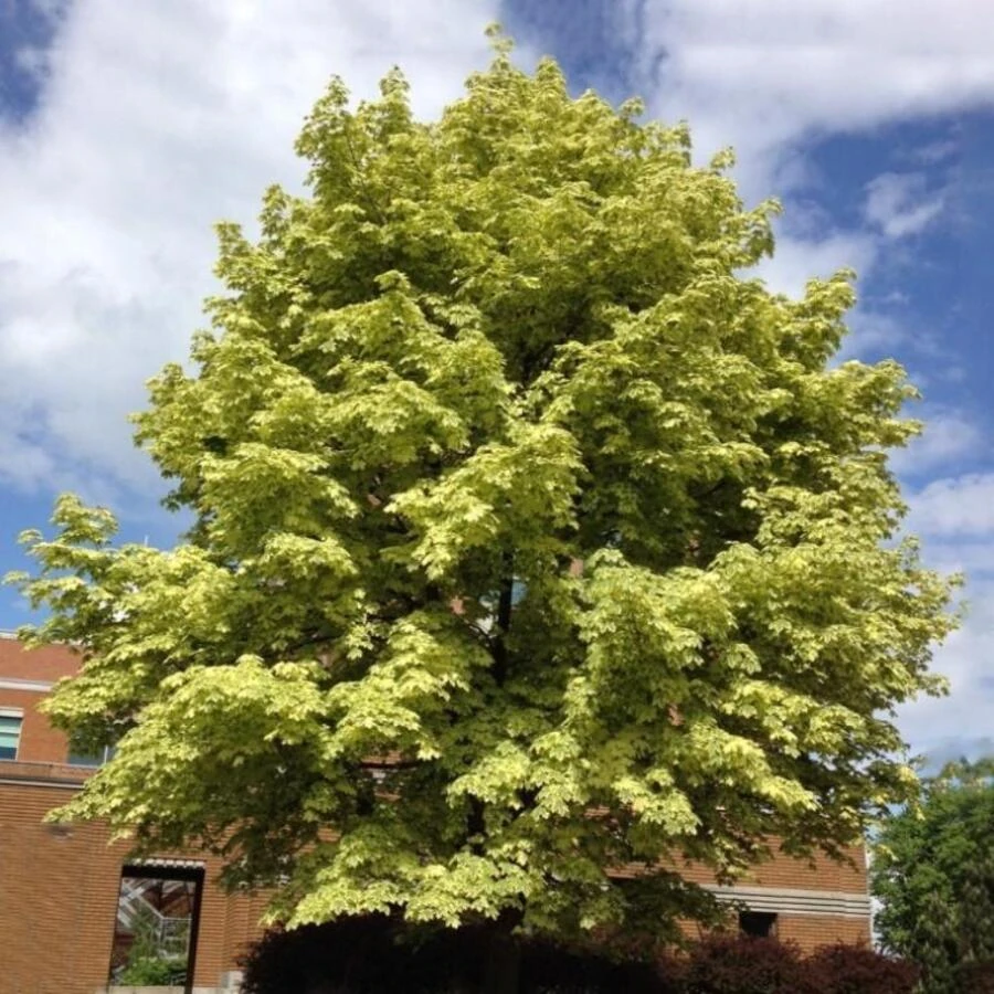 Клен остролистный "Друммонди" Acer platanoides 'Drummondii'