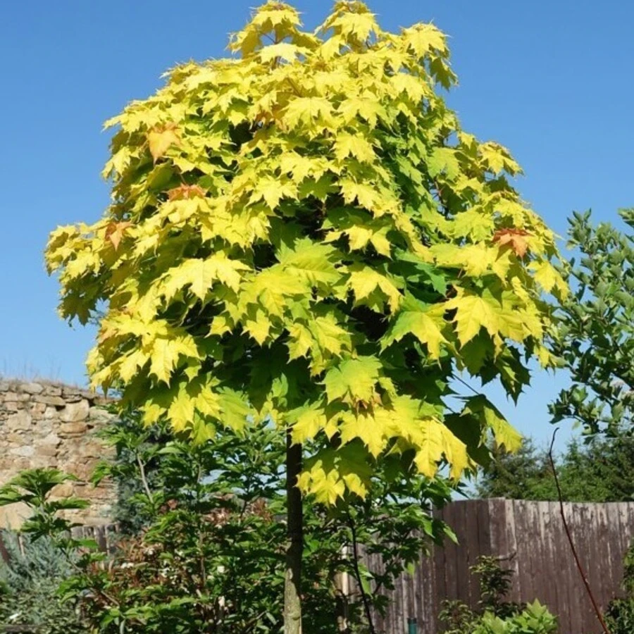 Клен остролистный "Голден Глоб" Acer platanoides 'Golden Globe'