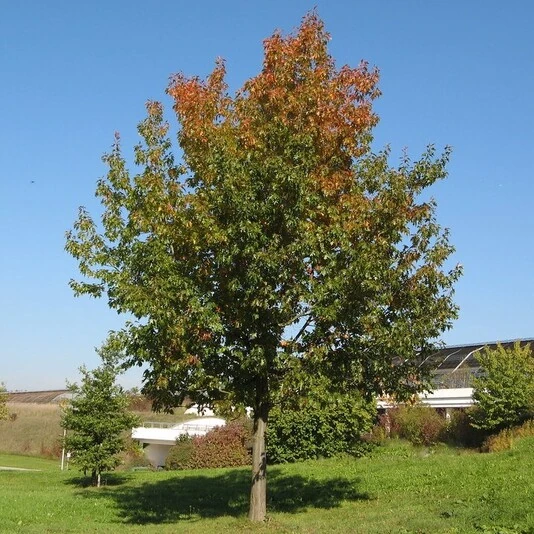 Дуб красный Quercus rubra