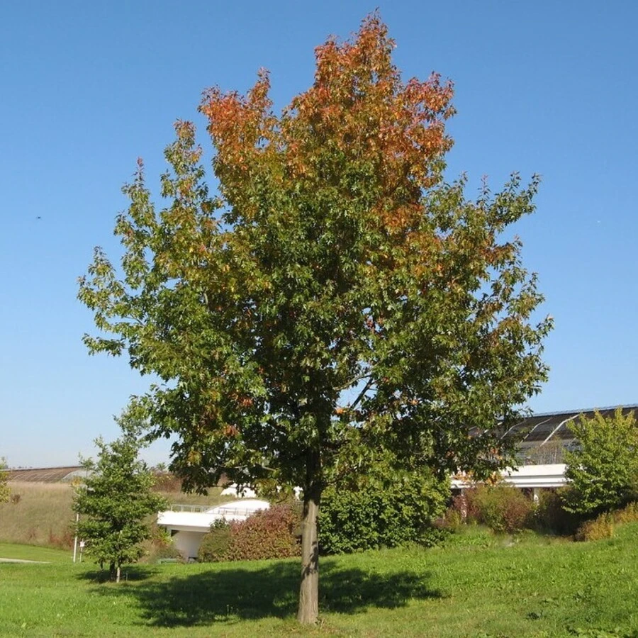 Дуб красный Quercus rubra