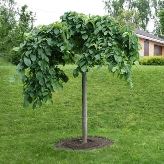 Вяз шершавый "Кампердоуни" Ulmus glabra 'Camperdownii'