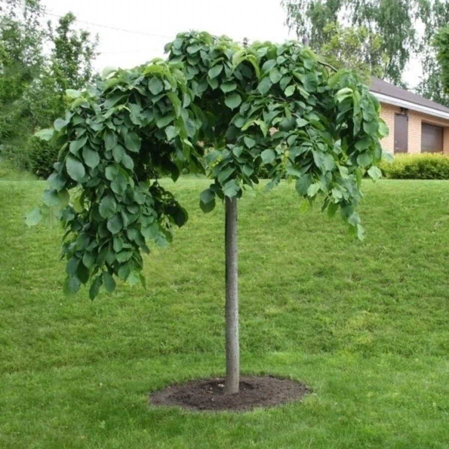 Вяз шершавый "Кампердоуни" Ulmus glabra 'Camperdownii'