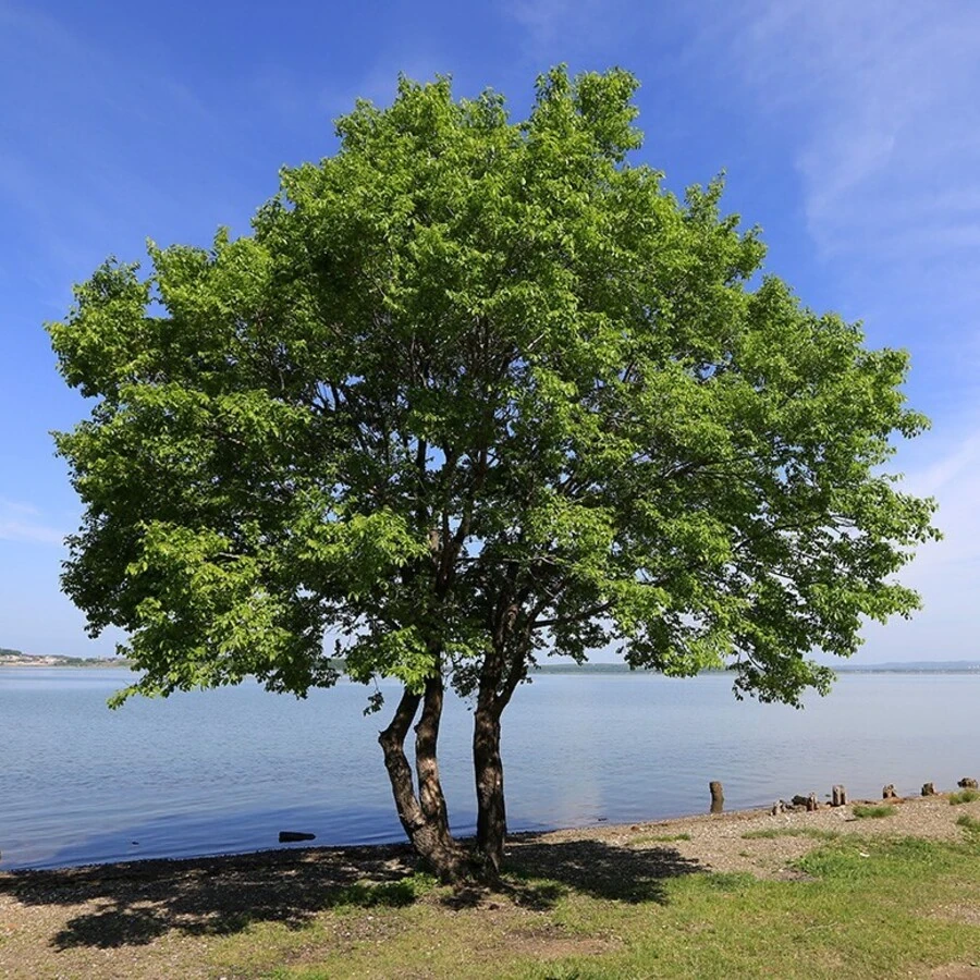 Вяз мелколистный Ulmus parvifolia