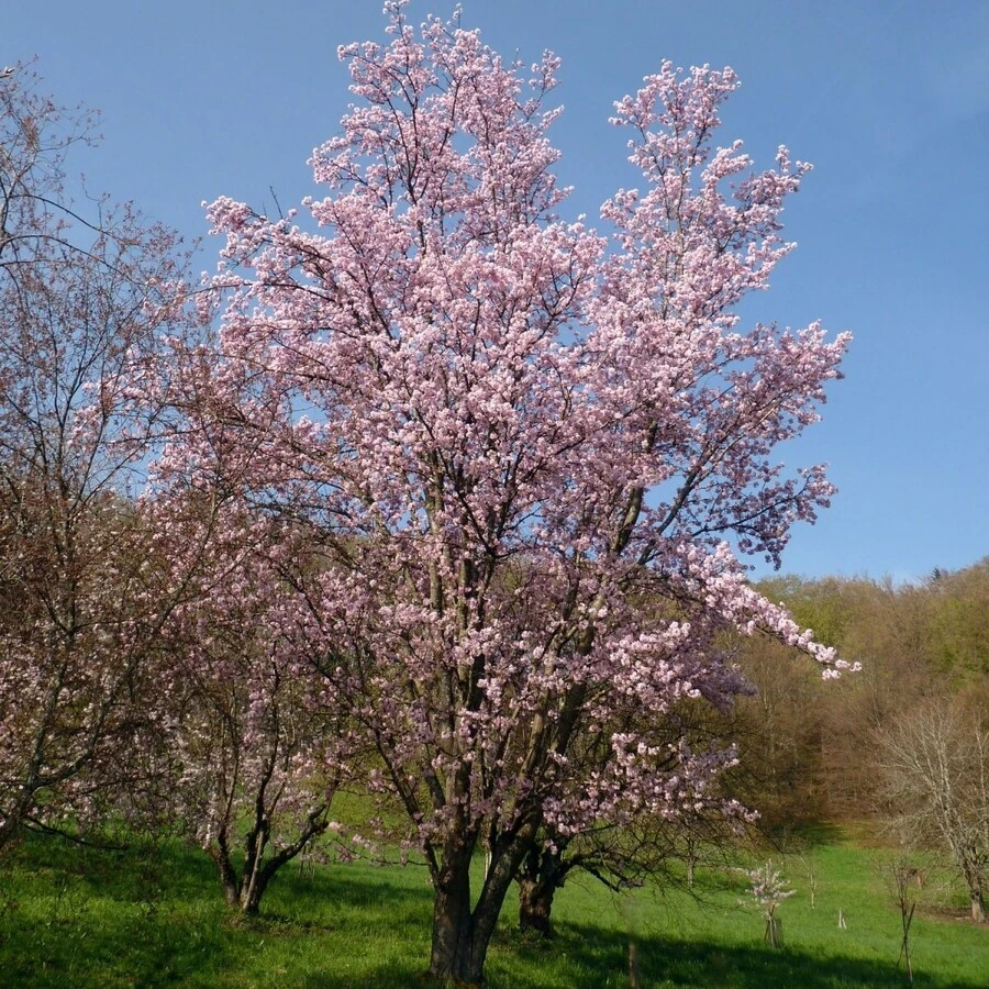 Вишня Саржента "Ранчо" Prunus sargentii 'Rancho'