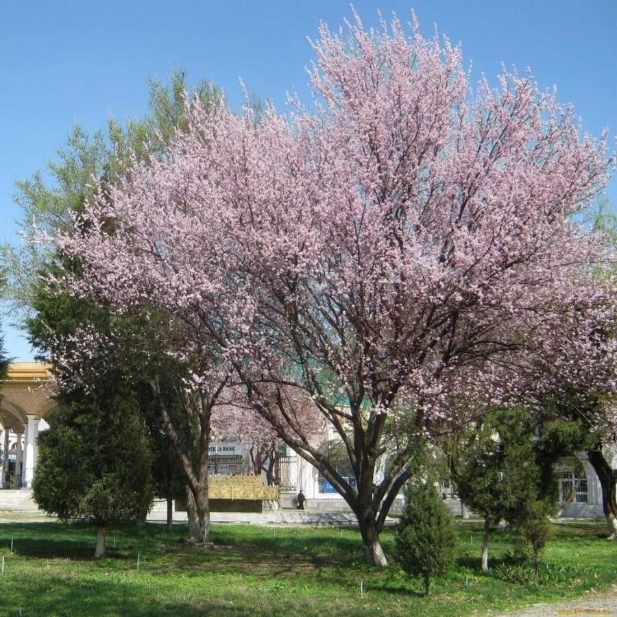 Абрикос маньчжурский Armeniaca mandshurica