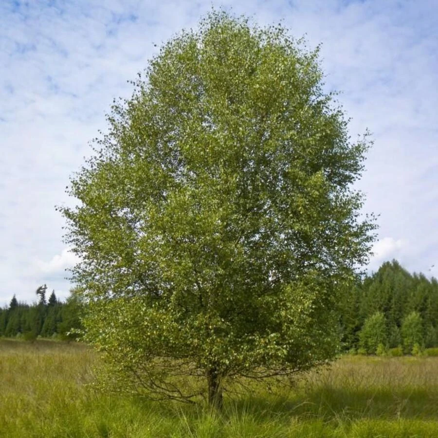 Береза пушистая Betula pubescens