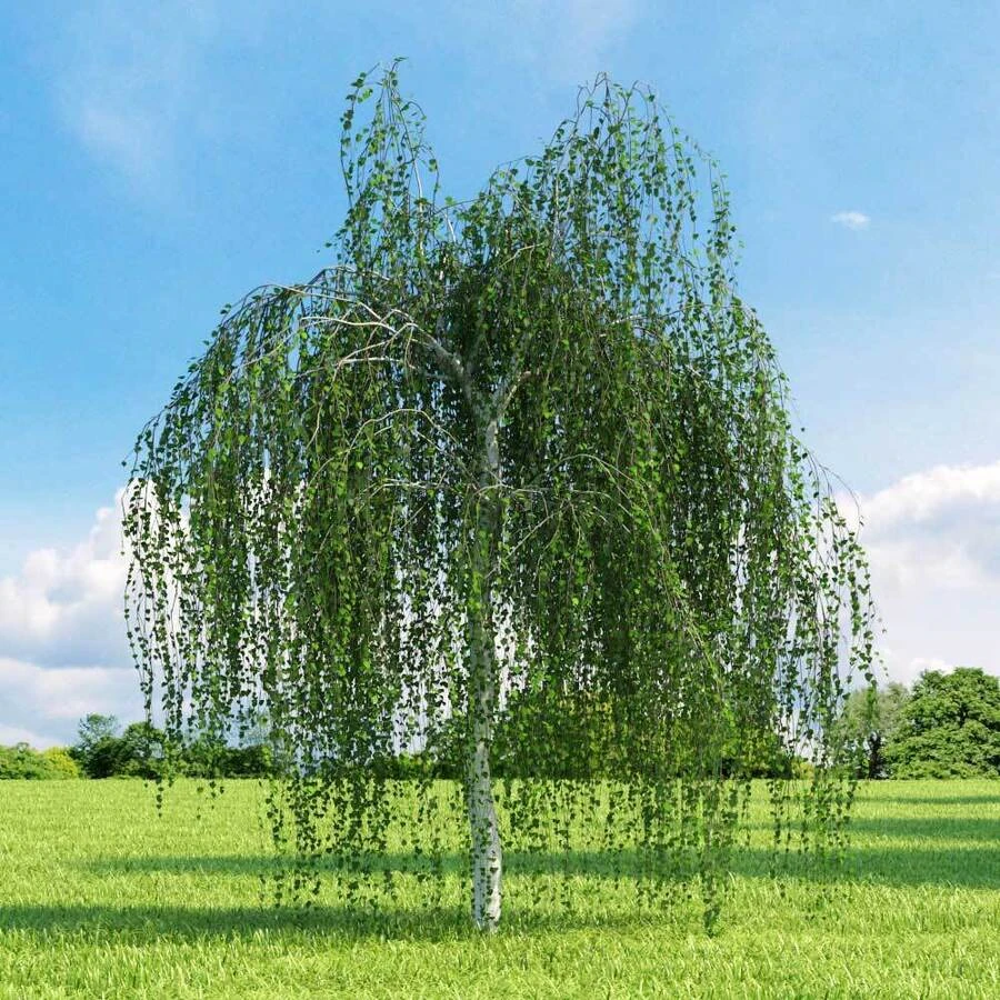 Береза повислая "Юнги" Betula pendula 'Youngii'