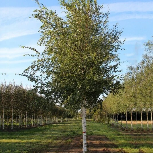 Береза повислая "Звитсер Глори" Betula pendula 'Zwitsers Glorie'