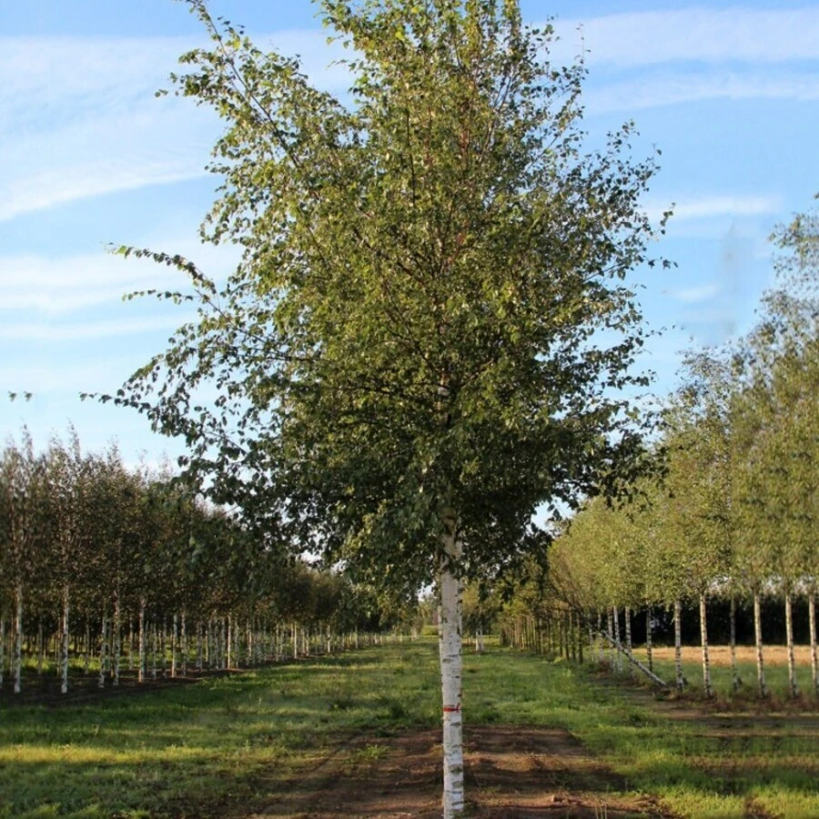 Береза повислая "Звитсер Глори" Betula pendula 'Zwitsers Glorie'