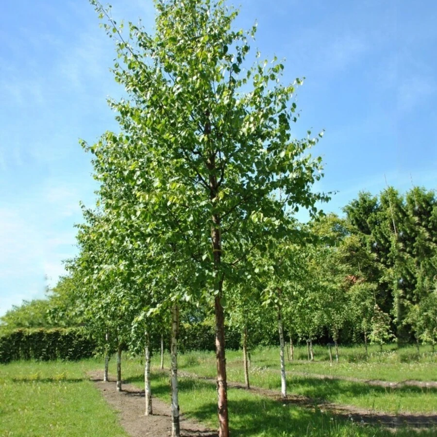 Береза бумажная Betula papyrifera