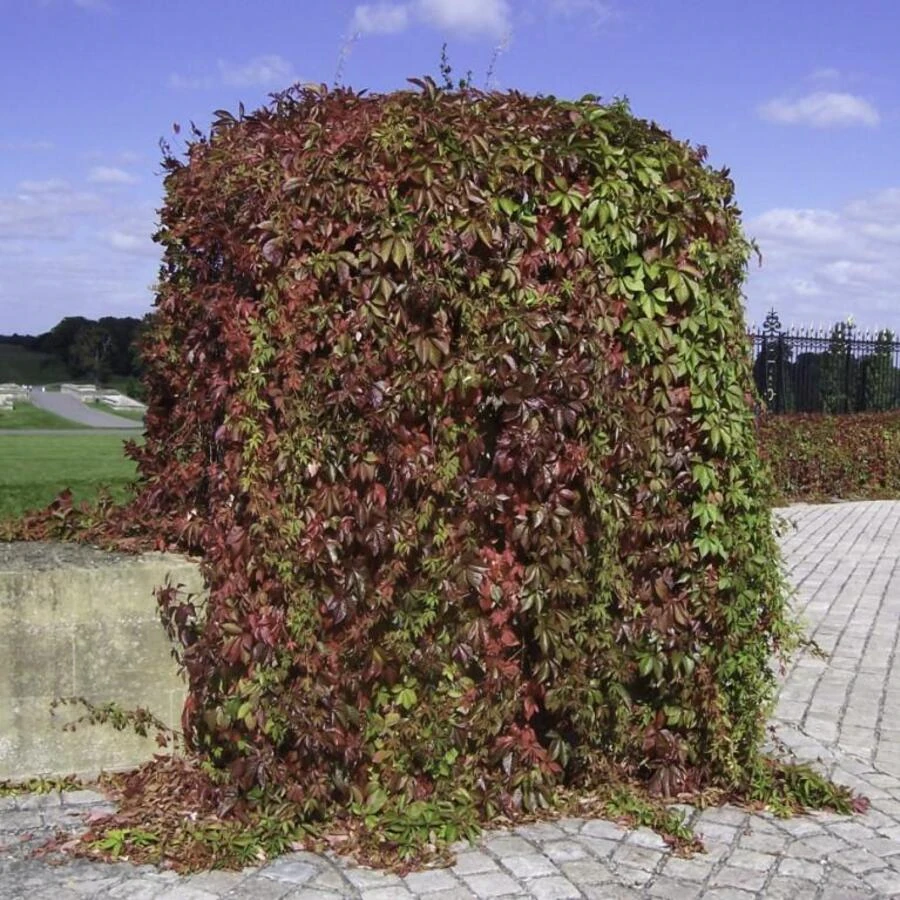 Виноград девичий Parthenocissus quinquefolia