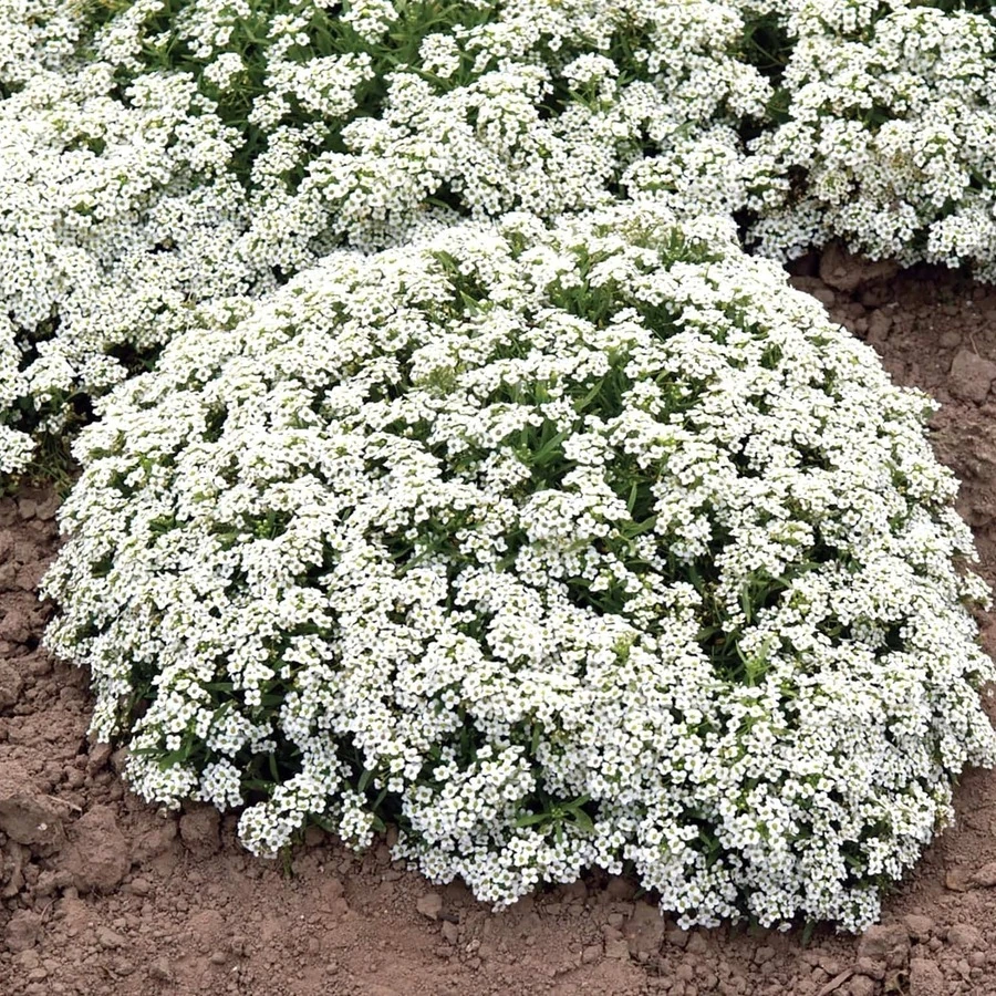 Алиссум Alyssum