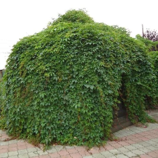 Виноград девичий "Мурорум" Parthenocissus quinquefolia 'Murorum'