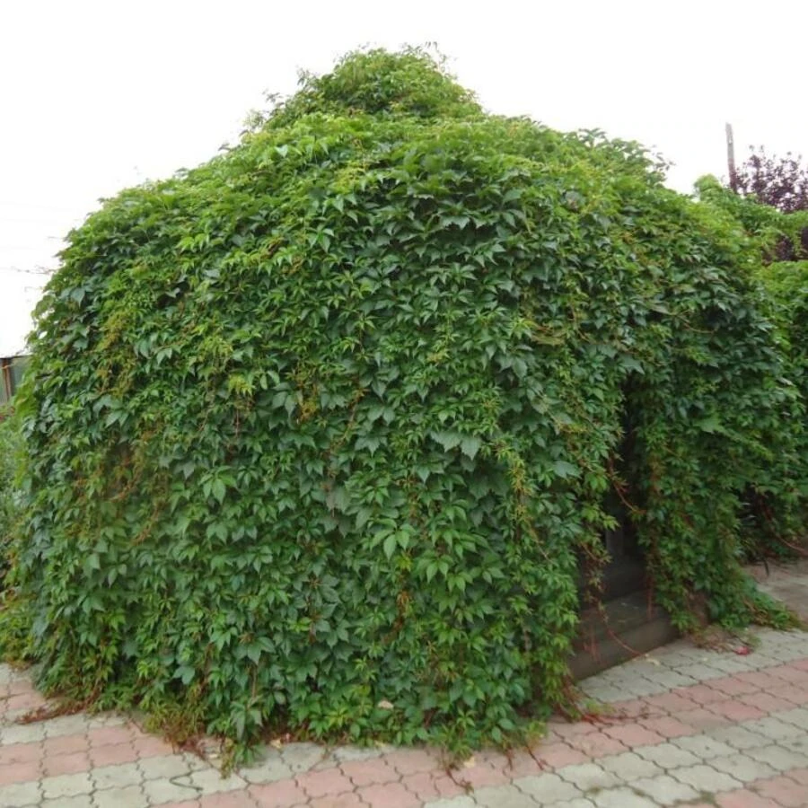 Виноград девичий "Мурорум" Parthenocissus quinquefolia 'Murorum'
