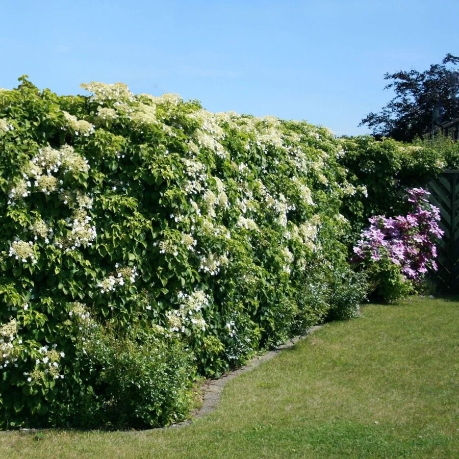 Гортензия черешковая Hydrangea anomala subsp. petiolaris