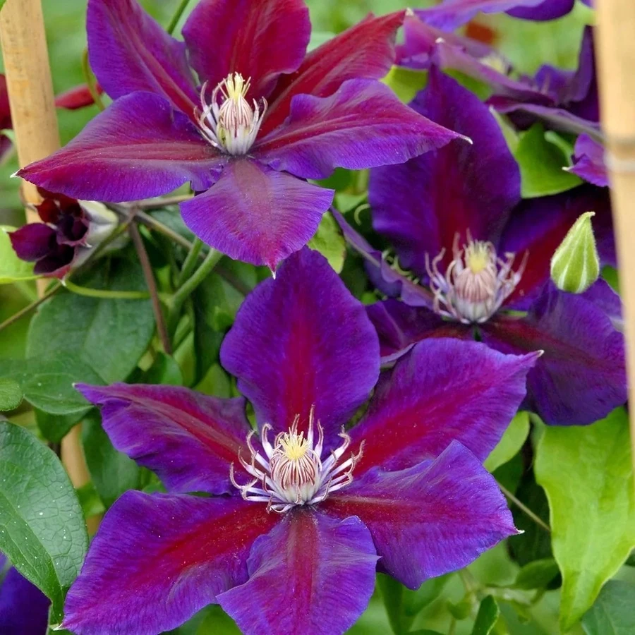 Клематис "Юлька" Clematis 'Julka'
