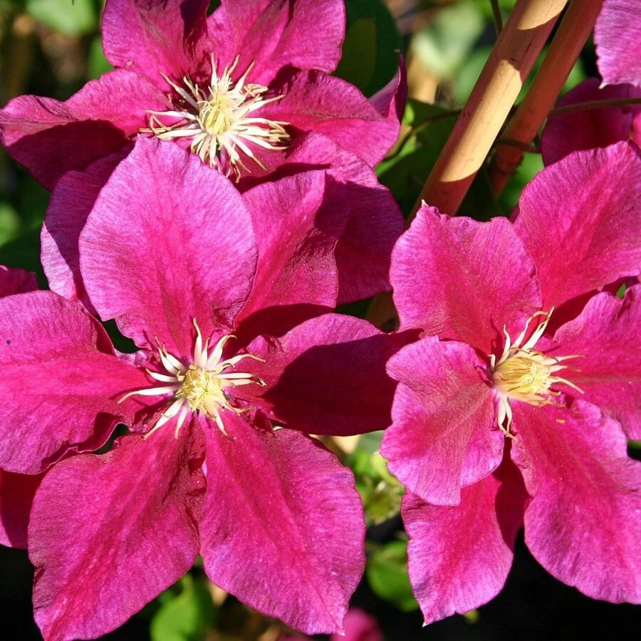 Клематис "Ханиа" Clematis 'Hania'