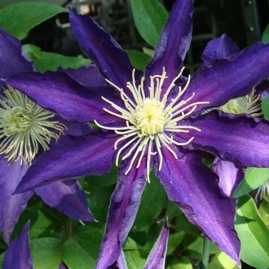 Клематис "Хакуоокан" Clematis 'Hakuookan'