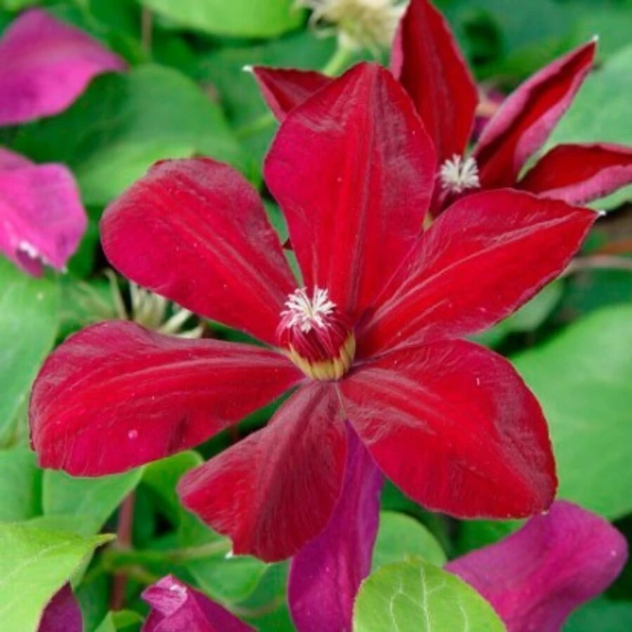 Клематис "Солидарность" Clematis 'Solidarnosc'