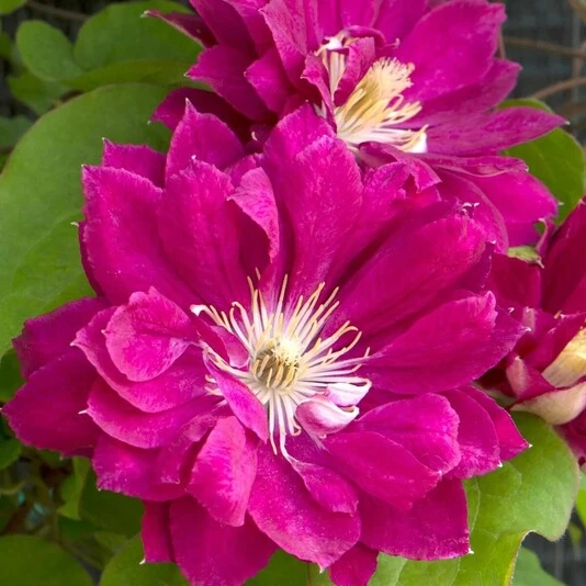 Клематис "Ред Стар" Clematis 'Red Star'