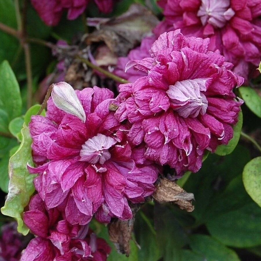 Клематис "Пурпуреа Плена Элеганс" Clematis 'Purpurea Plena Elegans'
