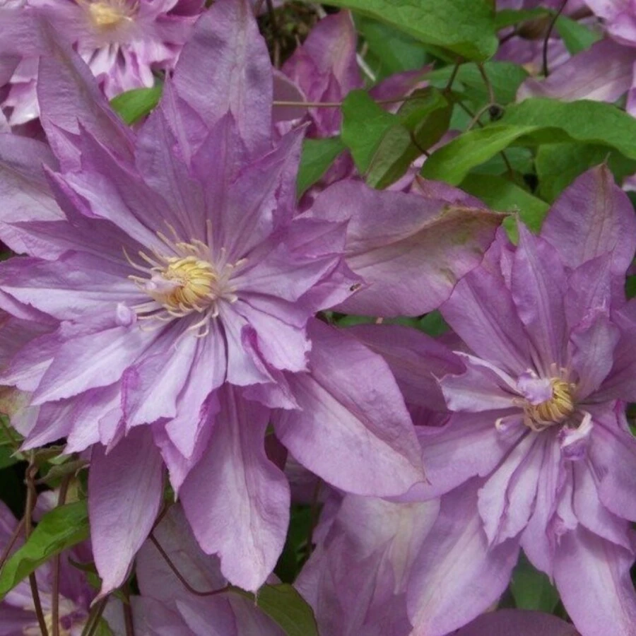 Клематис "Протеус" Clematis 'Proteus'