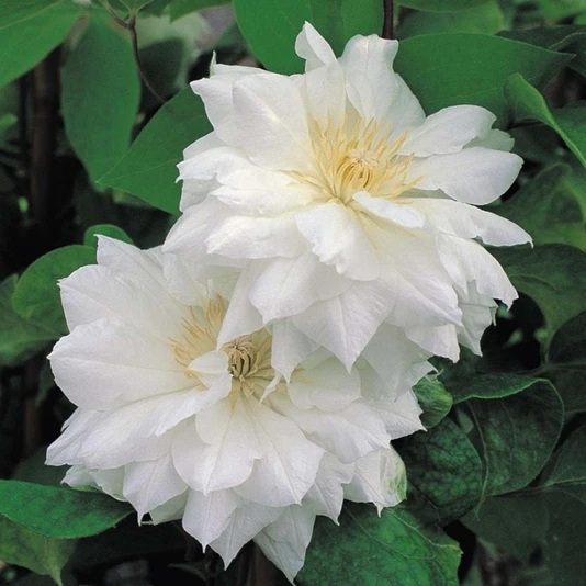 Клематис "Исаго" Clematis 'Isago'