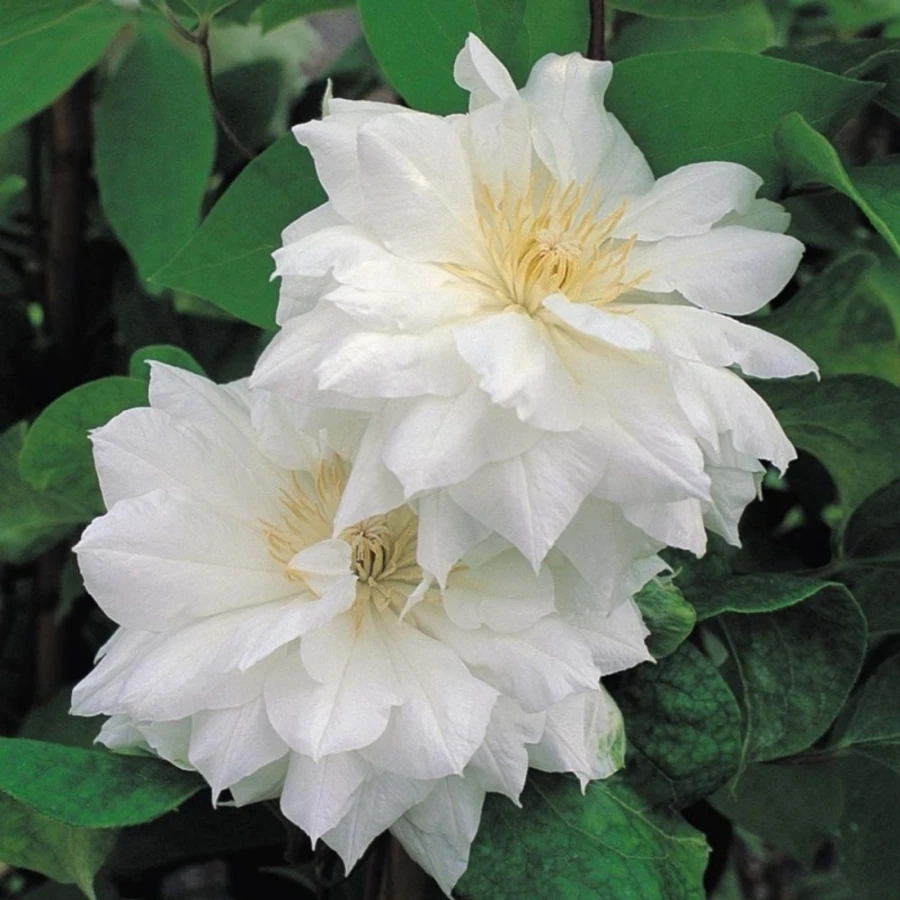 Клематис "Исаго" Clematis 'Isago'