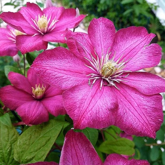 Клематис "Вилль де Лион" Clematis 'Ville de Lyon'