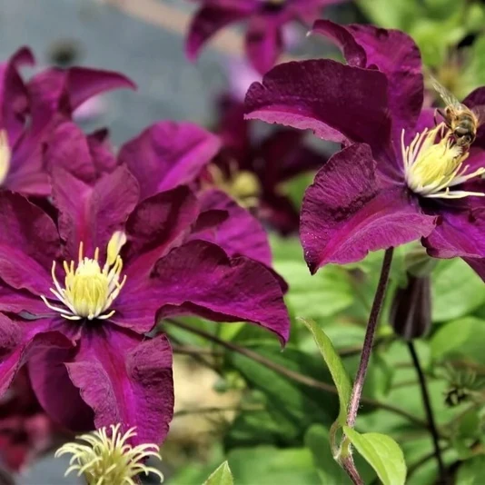 Клематис "Варшавска Найк" Clematis 'Warszawska Nike'