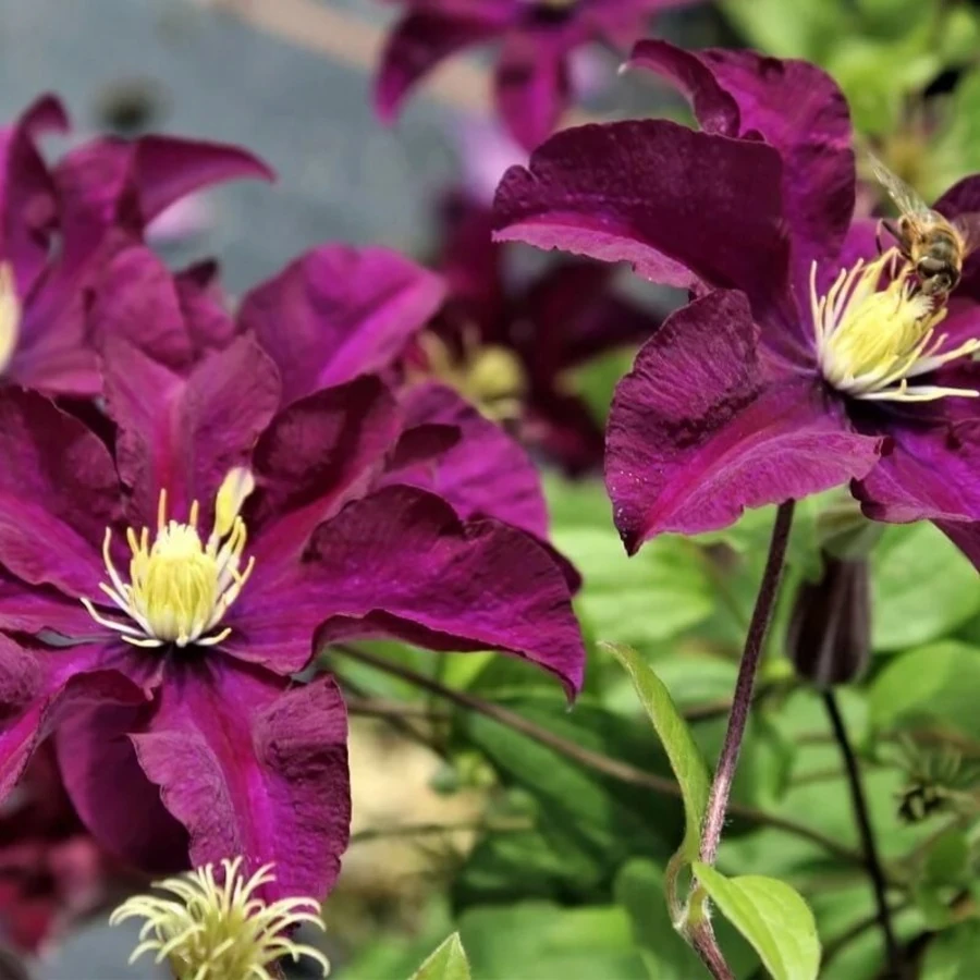 Клематис "Варшавска Найк" Clematis 'Warszawska Nike'