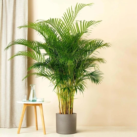 Хризолидокарпус Лутесценс  (Dypsis Lutescens)