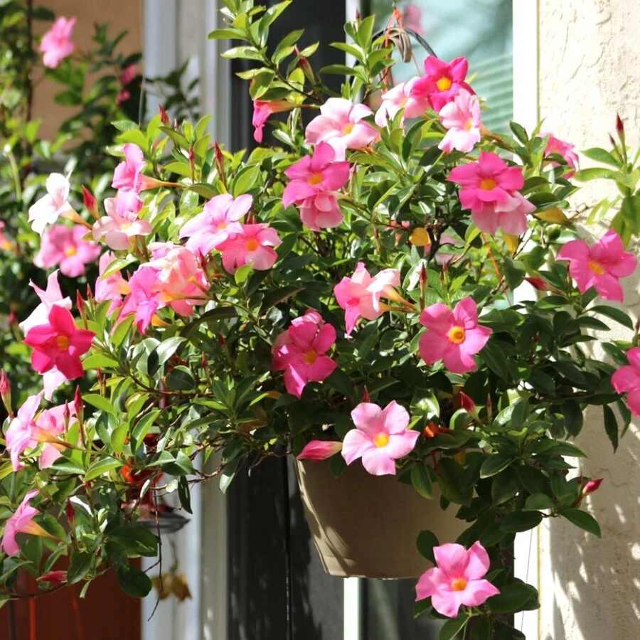 Мандевилла (Дипладения) Mandevilla