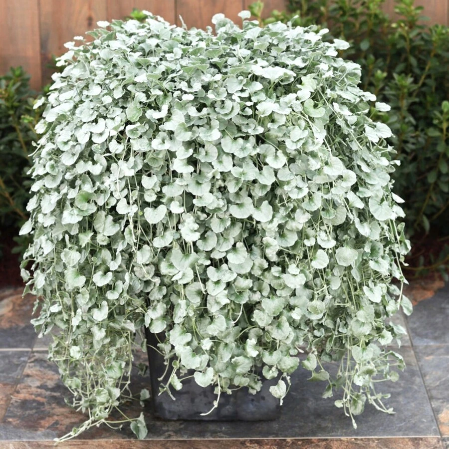 Дихондра серебристая Dichondra argentea