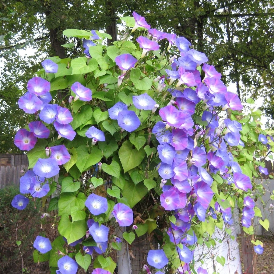 Ипомея Ipomoea