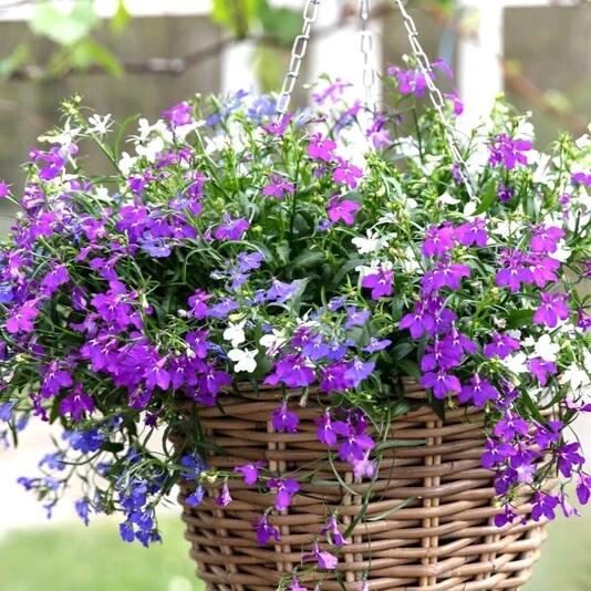 Лобелия ампельная Lobelia